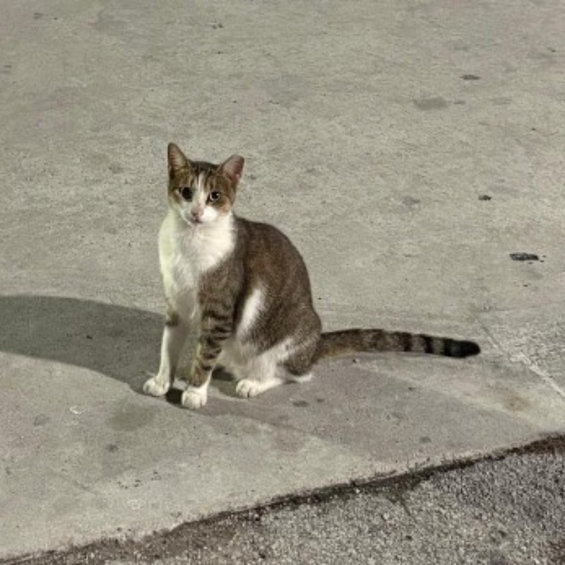 Photo of Lucky