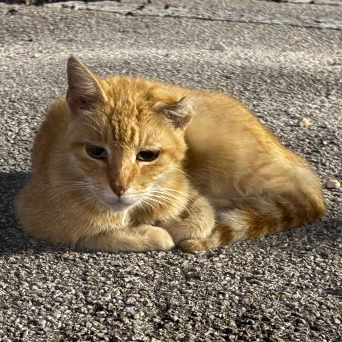 Photo of Cheddar