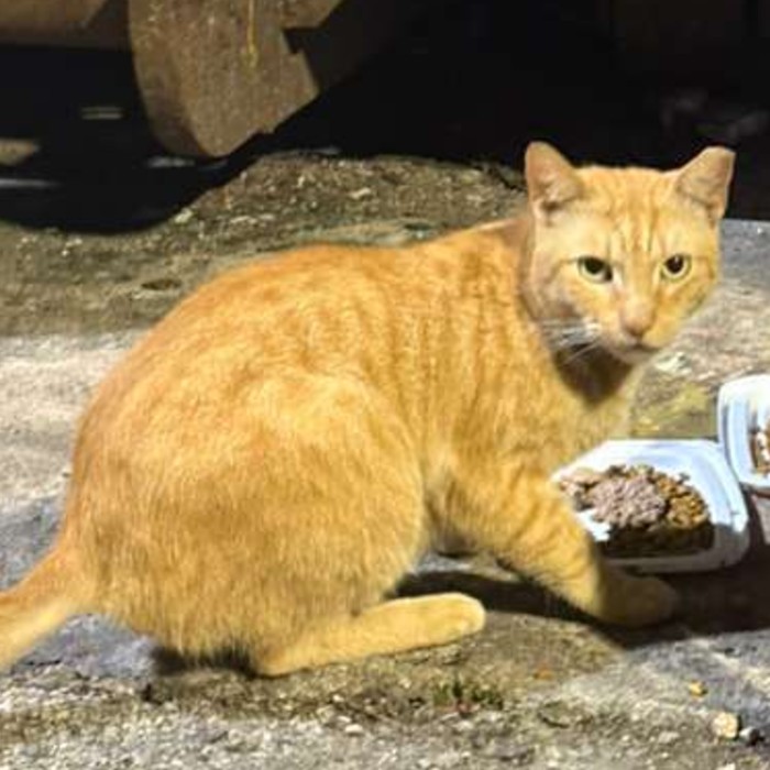 Photo of Mango