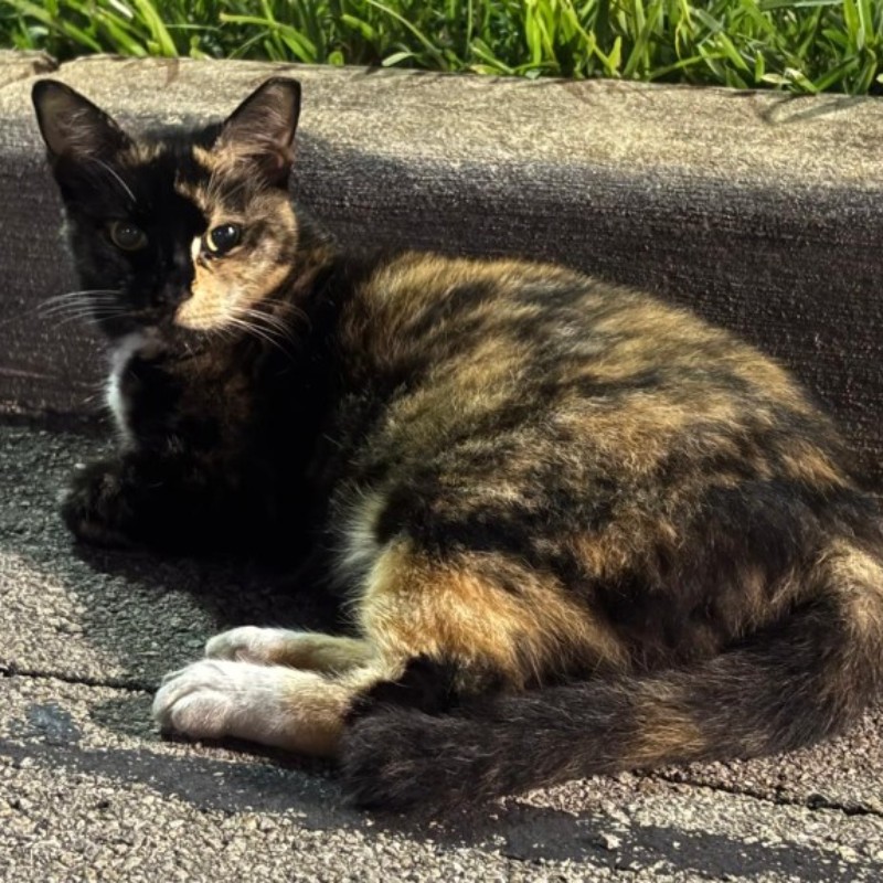 Photo of Eclipse