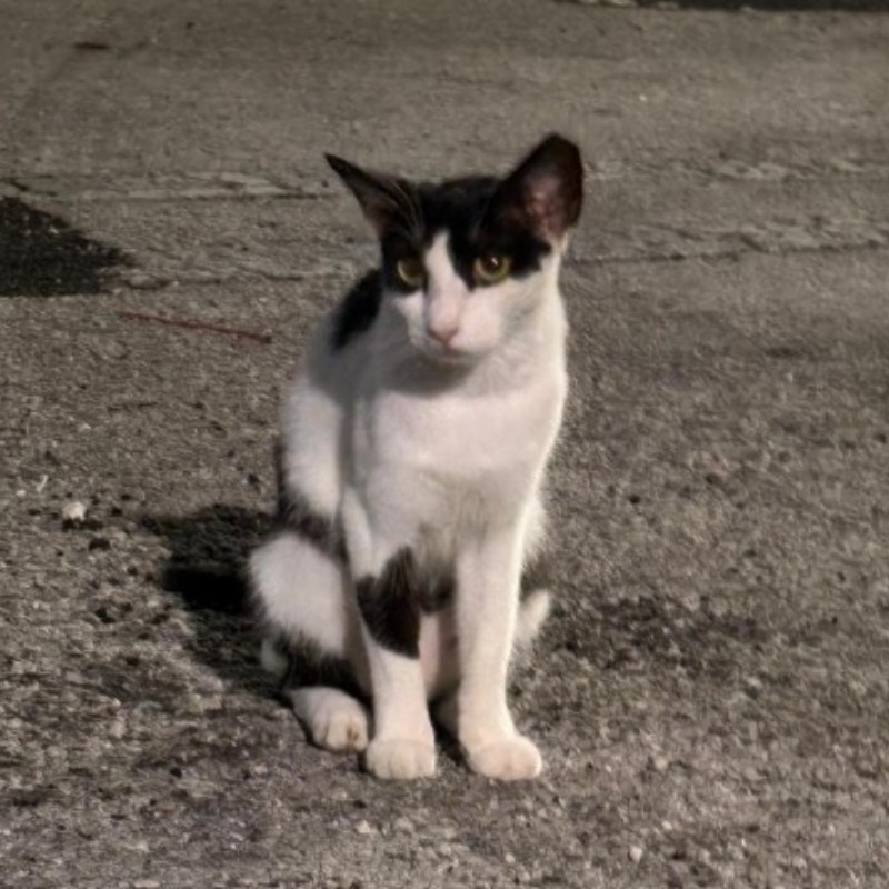 Photo of DOMINO