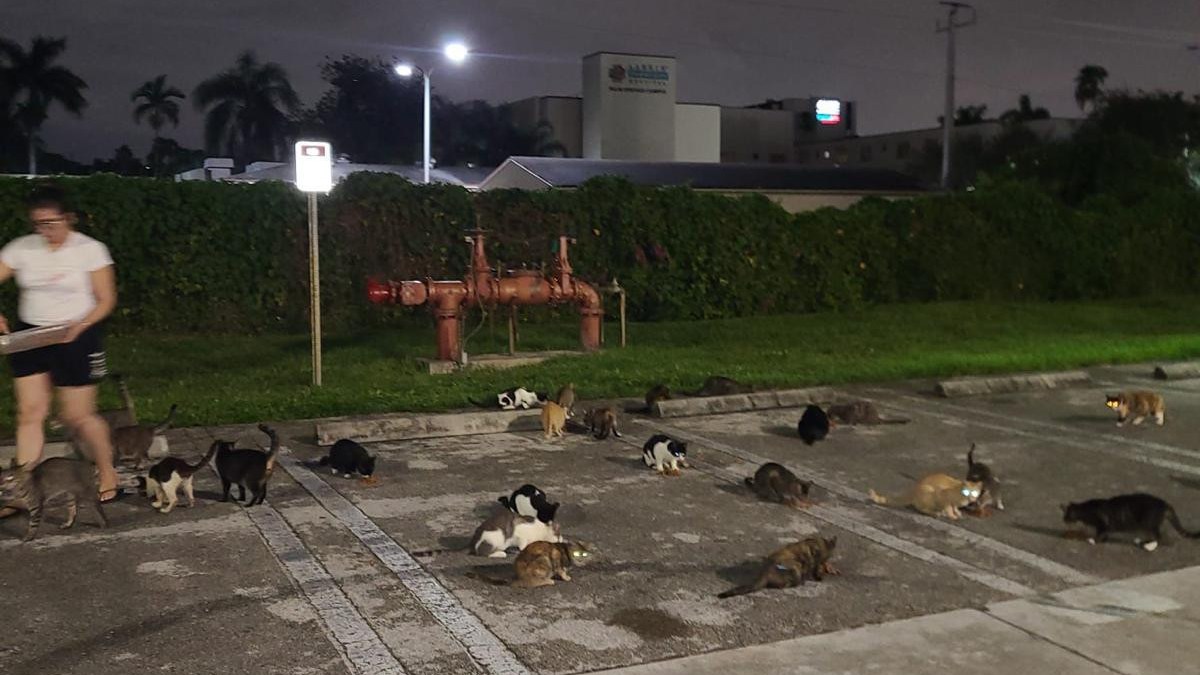 The neighborhood where the cats live