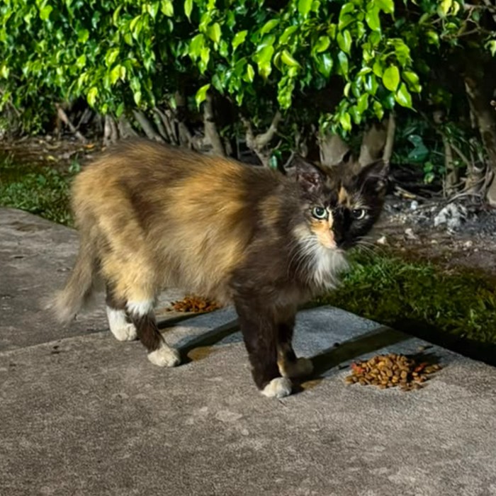 Photo of Mocha