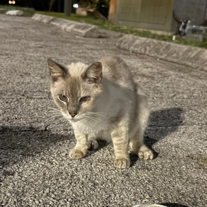 Photo of Sapphire