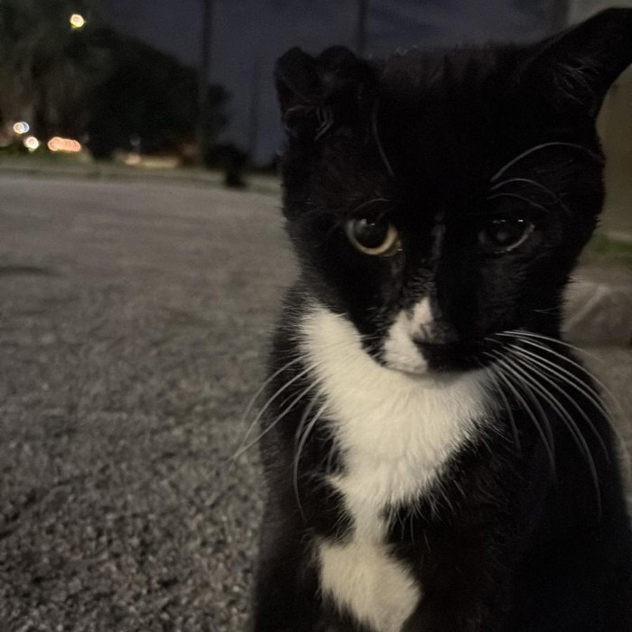 Photo of Socks