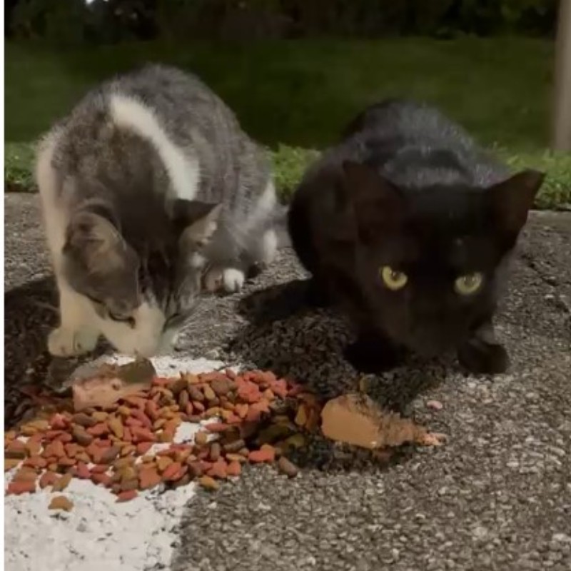 Photo of Salt & Pepper