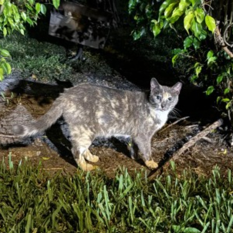 Photo of MILO