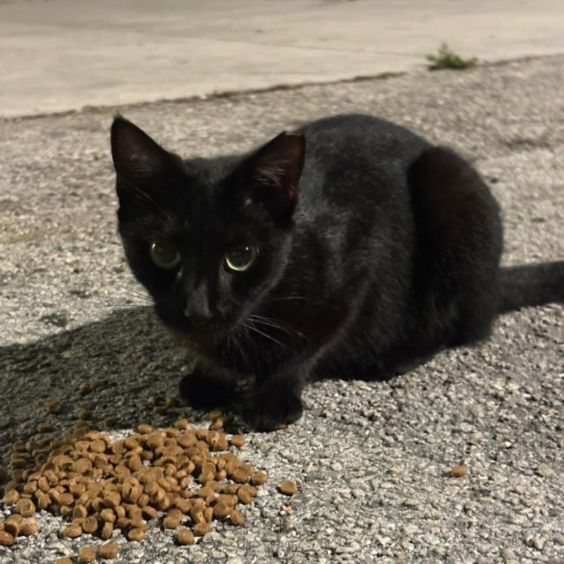 Photo of Pepper
