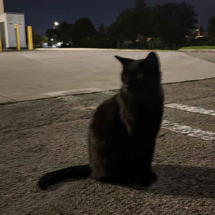Photo of Shadow